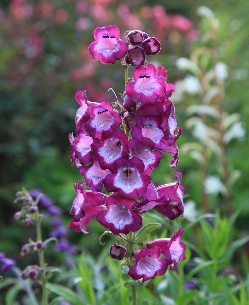 Penstemon