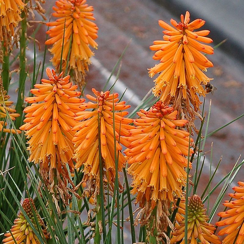 Kniphofia (Red Hot Poker)