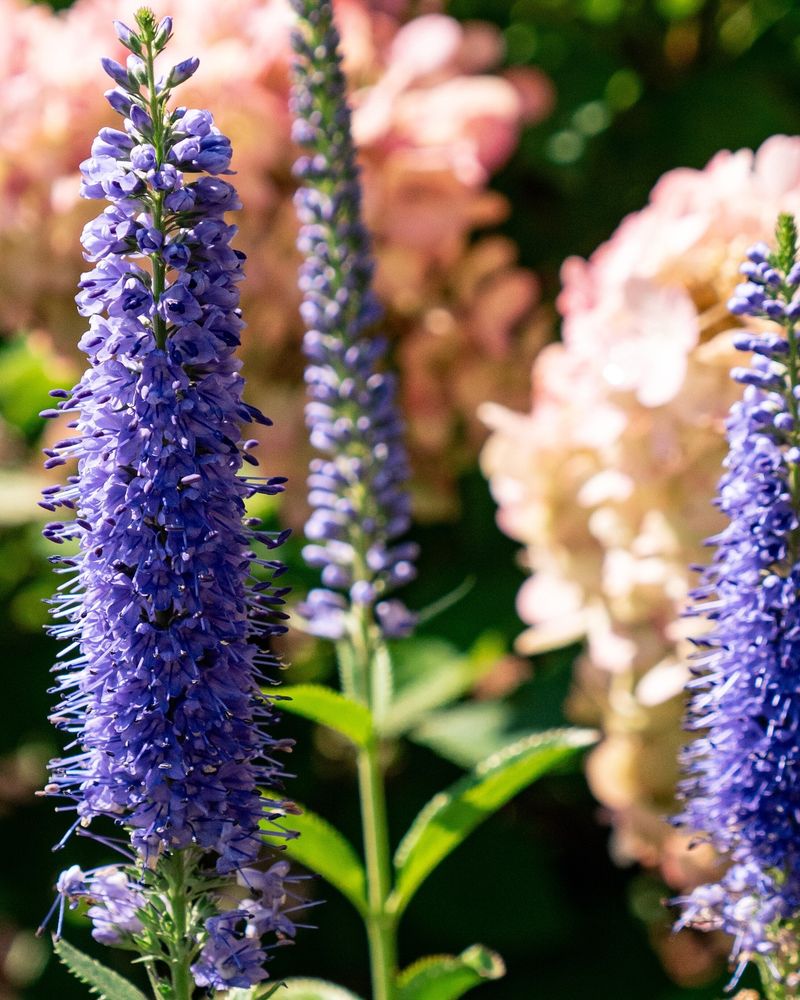 Veronica (Speedwell)