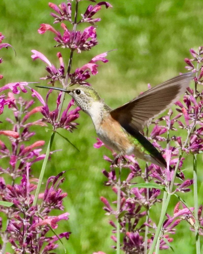 Agastache's Light Fixation