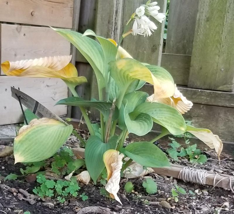 Hosta Loves Shade