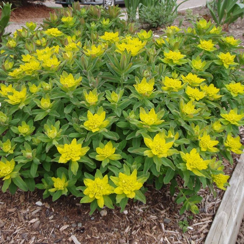 Euphorbia (Cushion Spurge)