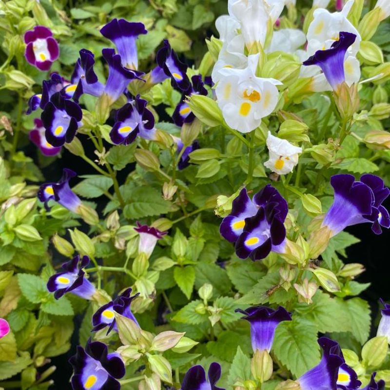 Torenia