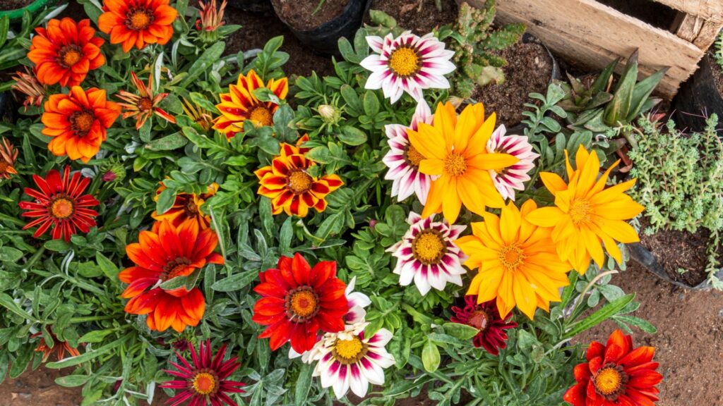 gazania