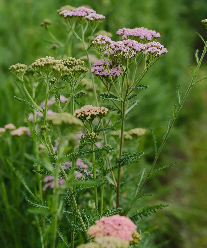 Yarrow: Prairie Sun Perennial