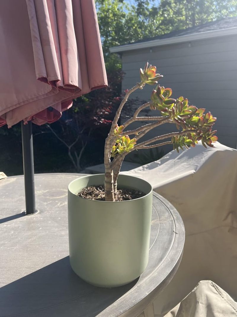 Recent Transplant Shock