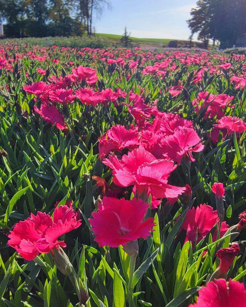 Dianthus (Pinks)