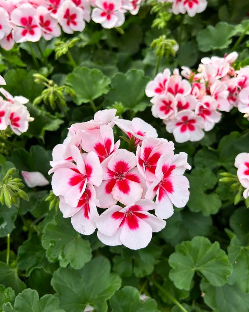 Geranium (Cranesbill): Ground Cover Champions
