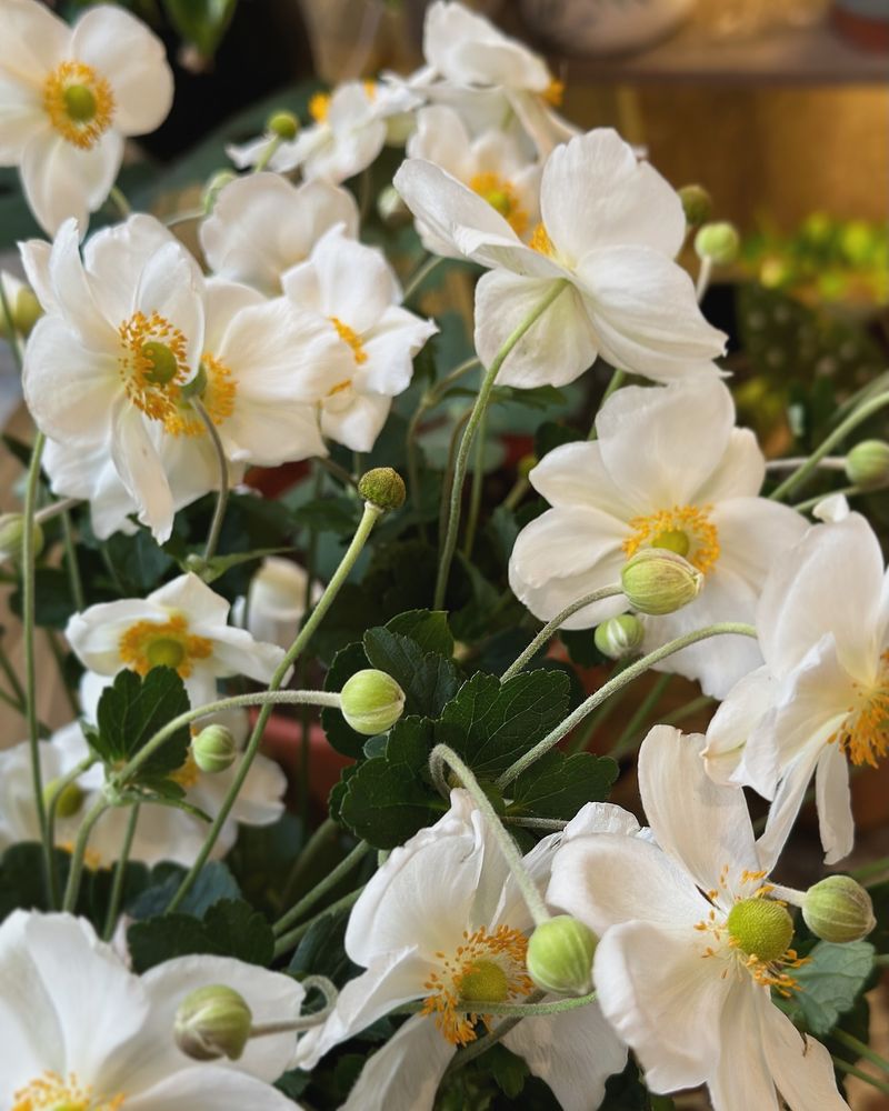 Japanese Anemone: Late-Season Stars