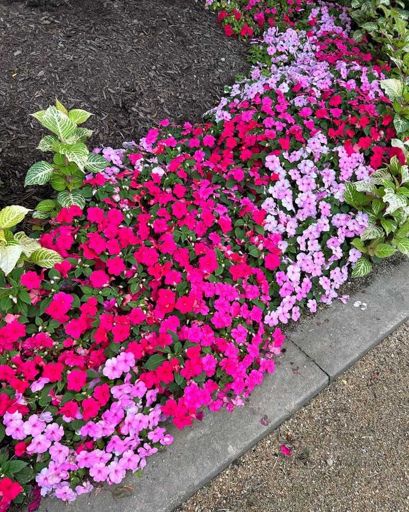 Impatiens Instant Gratification