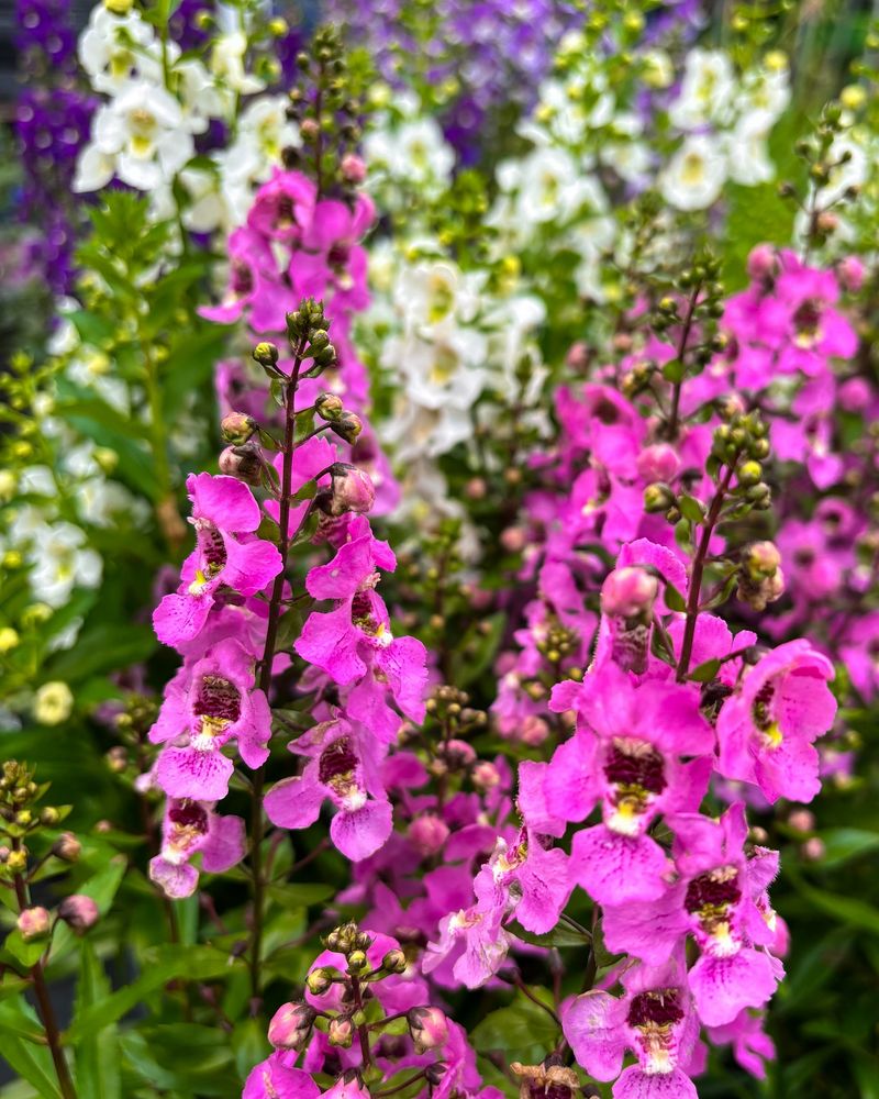 Angelonia (Summer Snapdragon)