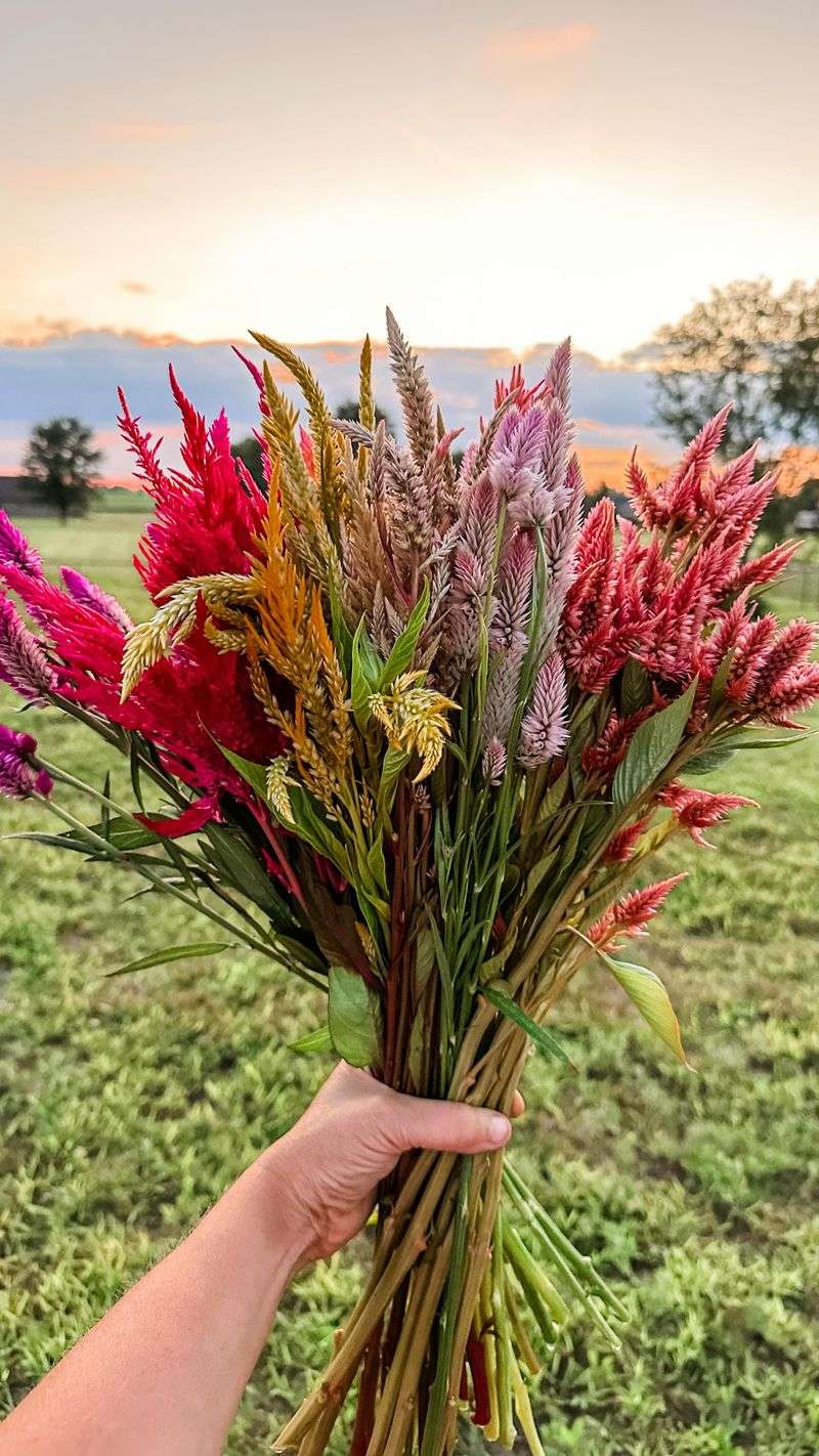 Celosia