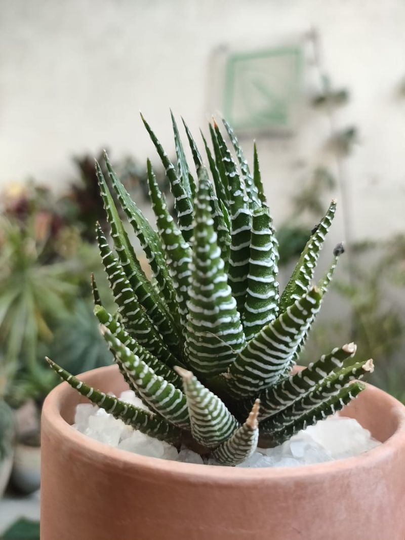 Zebra Haworthia