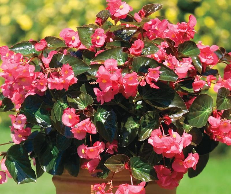 Begonias