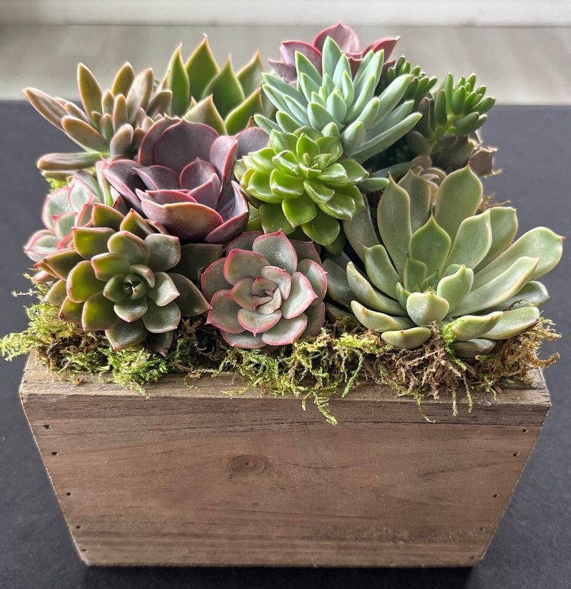 Succulents