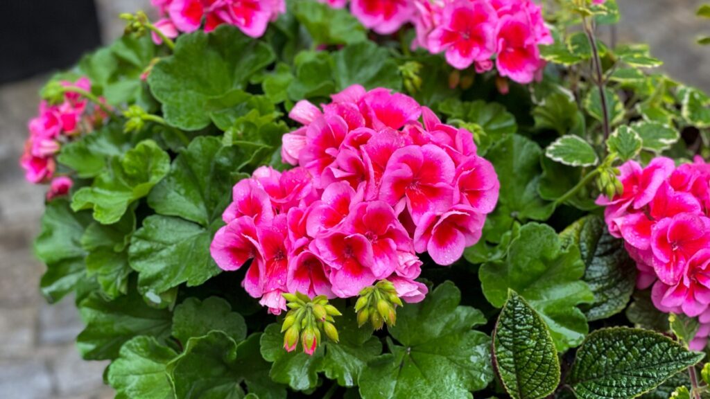geranium