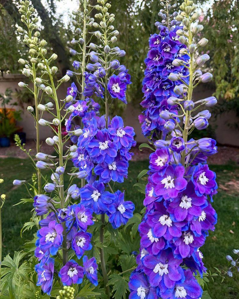 Delphinium