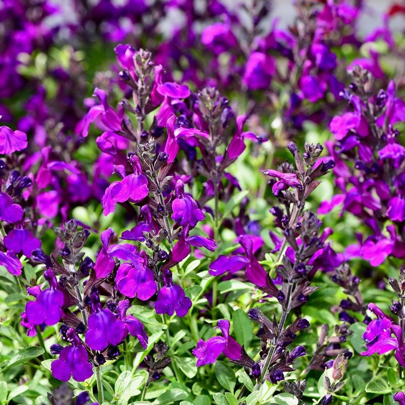 Salvia Struggles Severely