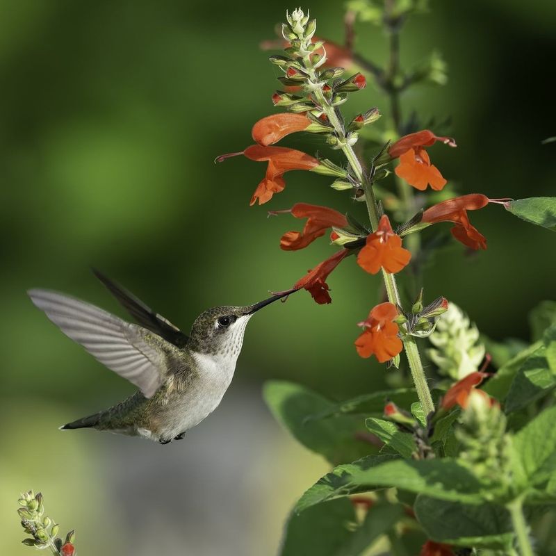 Salvia: Hummingbird-Attracting Sun Lover