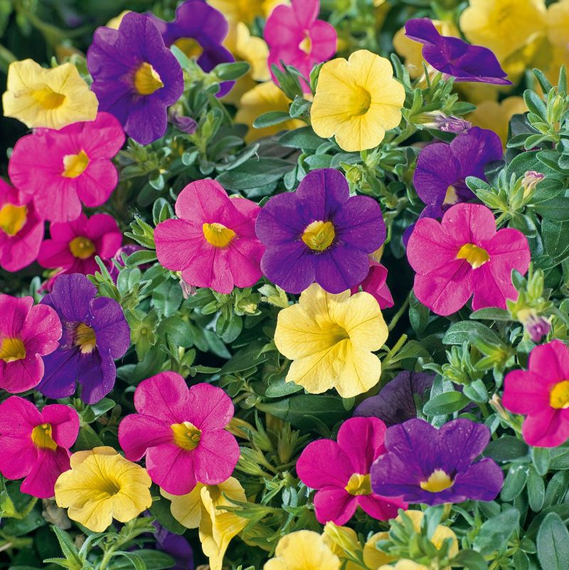 Calibrachoa (Million Bells)