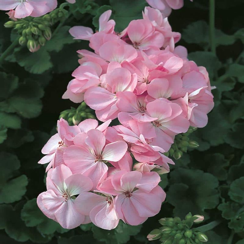Zonal Geraniums