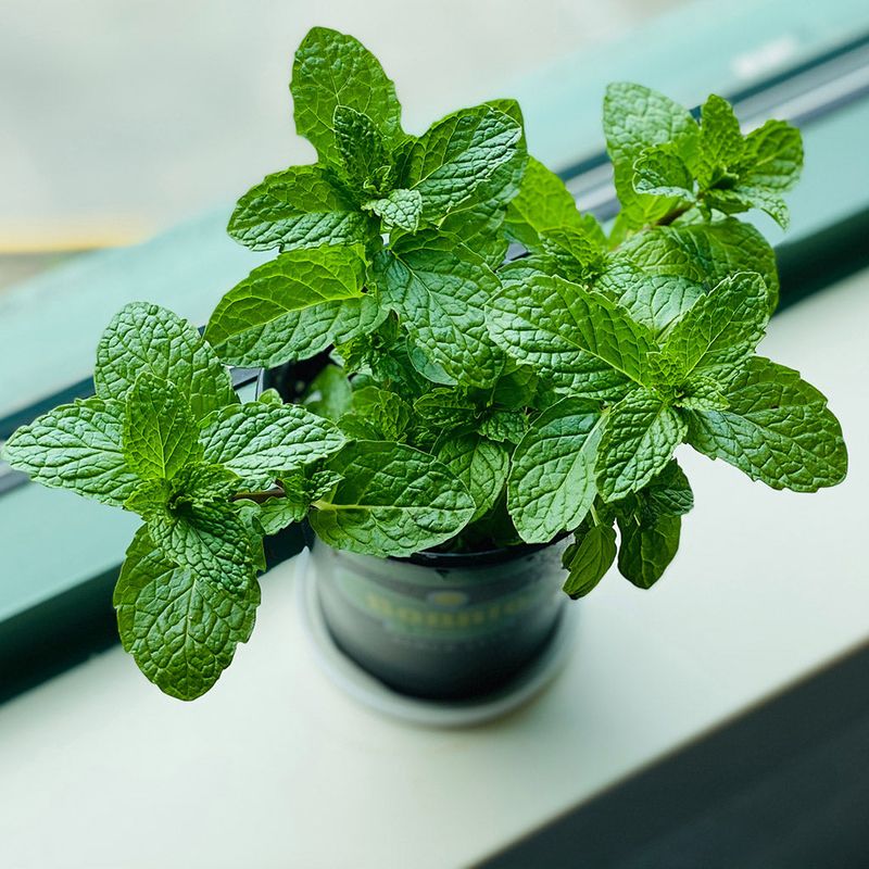 Peppermint: The Nasal Passage Opener