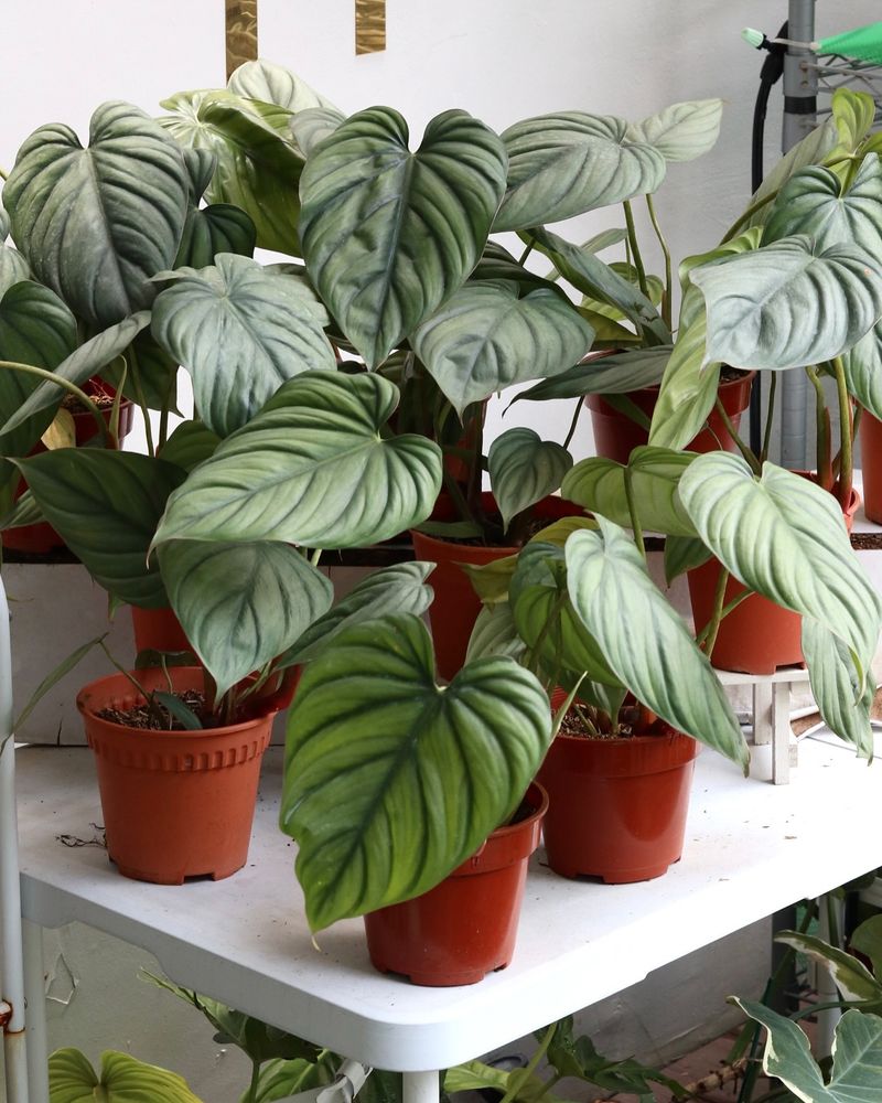 Philodendron (Philodendron spp.)