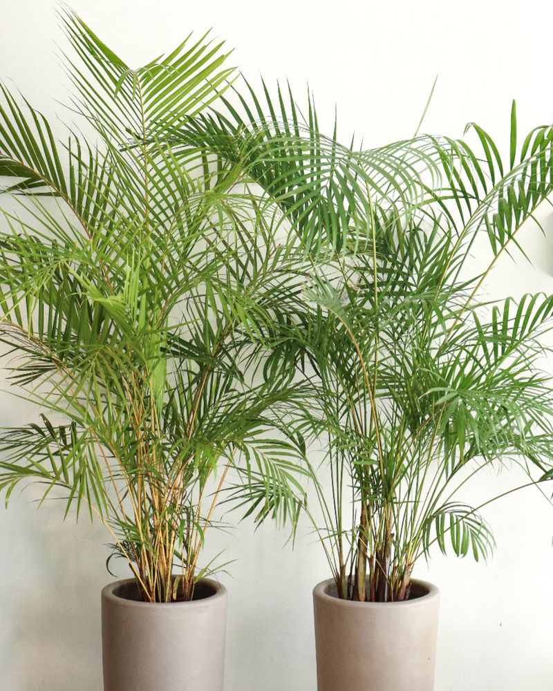 Areca Palm: The Living Humidifier