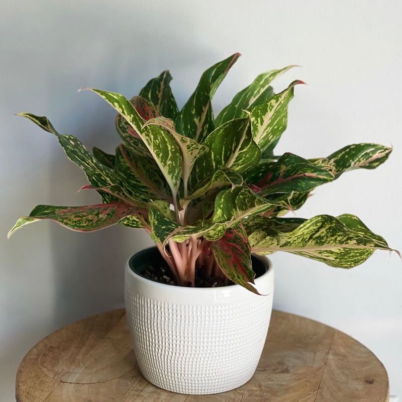 Chinese Evergreen: The Beginner's Friend