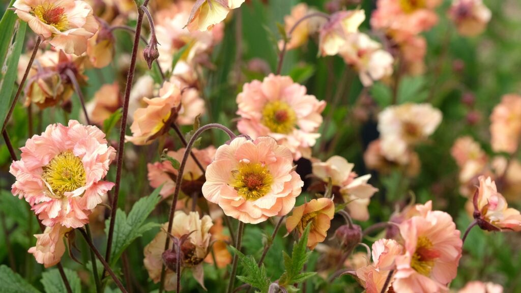 geum flowers