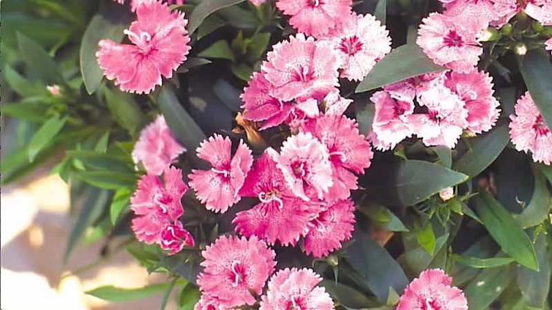Dianthus's Solar Devotion