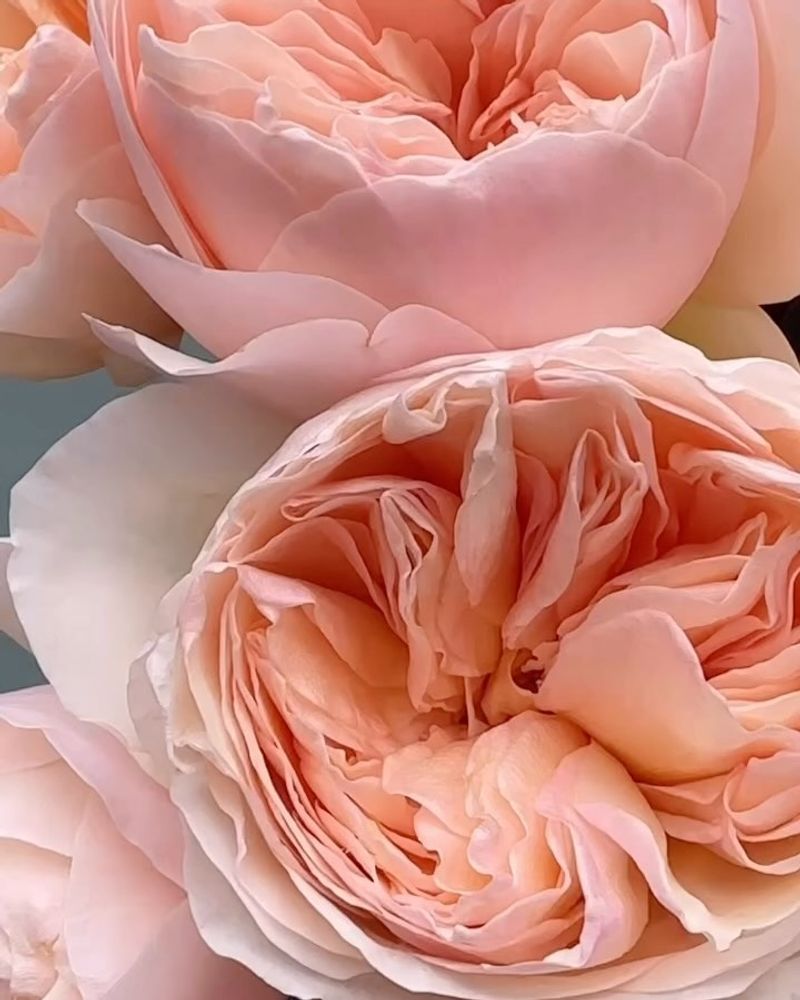 Juliet Rose