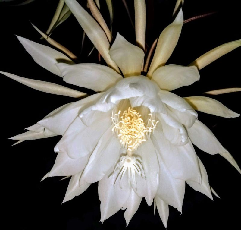 Kadupul Flower