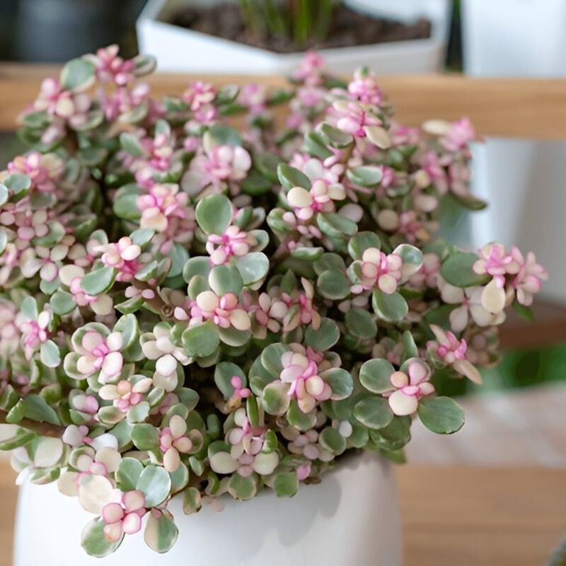 Variegated Elephant Bush