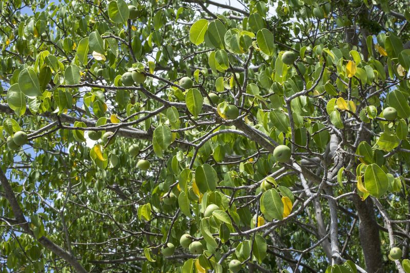 Manchineel Tree