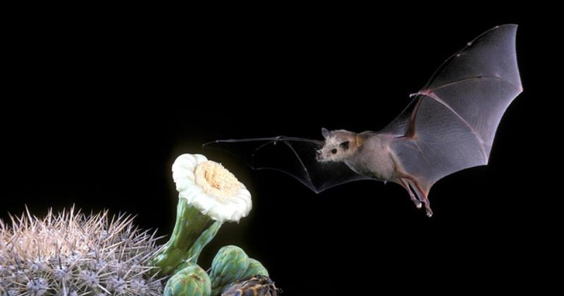 Lesser Long-Nosed Bat