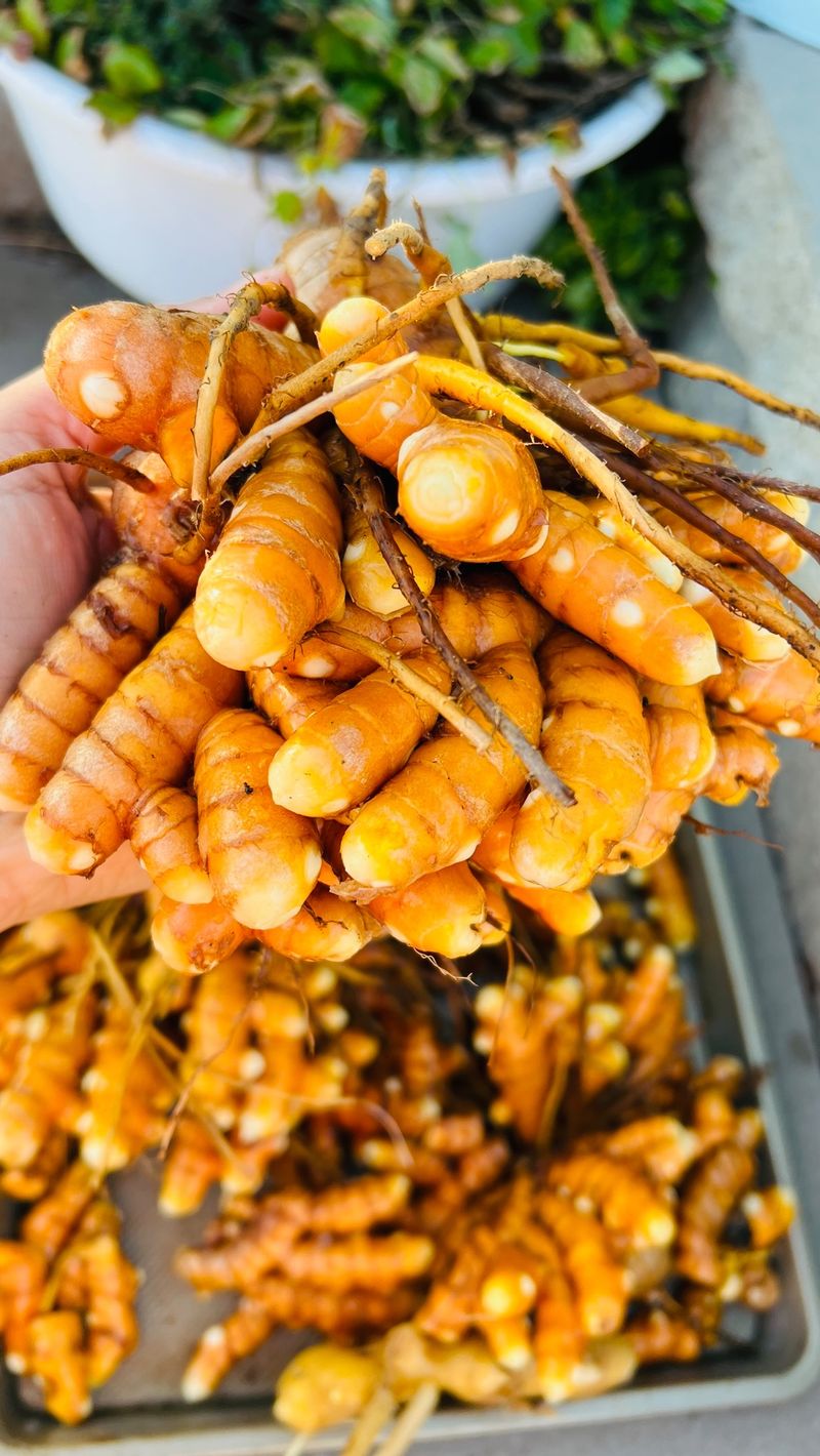 Turmeric