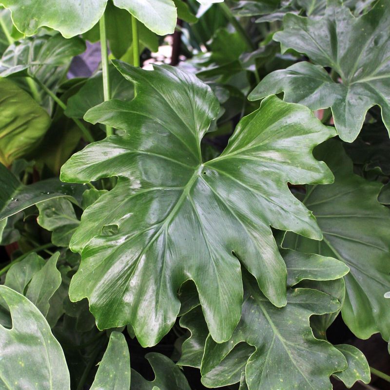Philodendron
