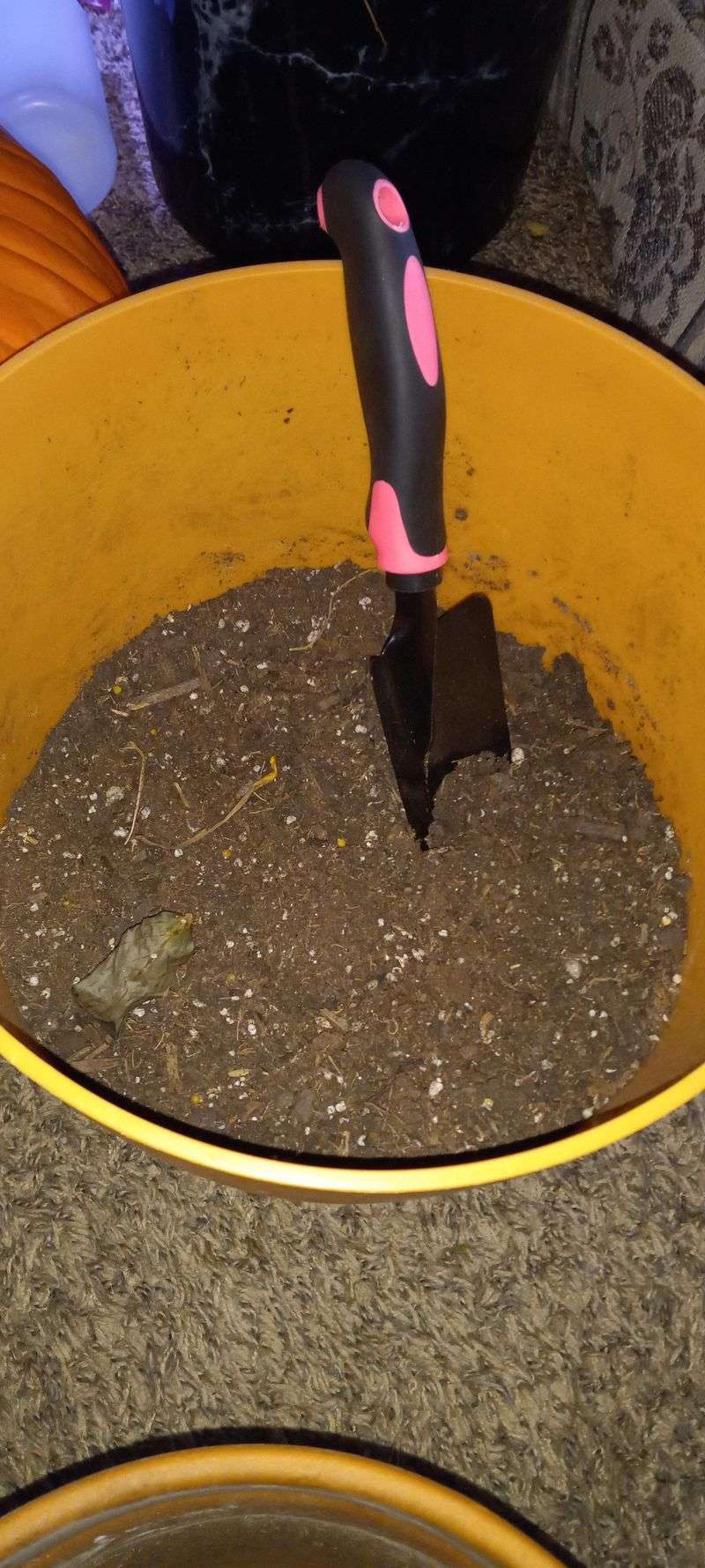 Cardamom Soil Refresher