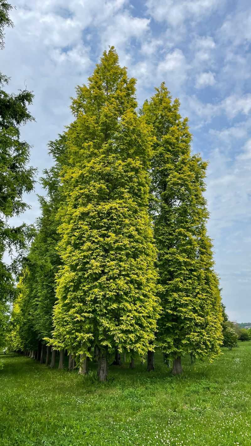 Dawn Redwood