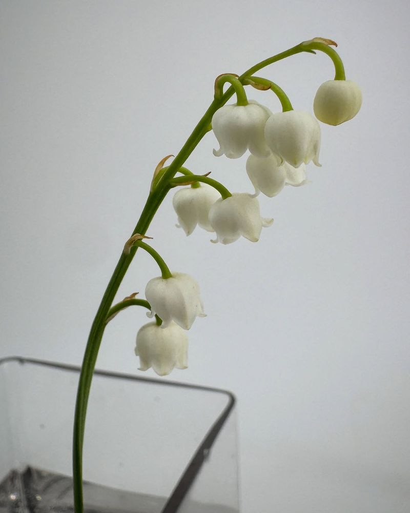 Lily of the Valley