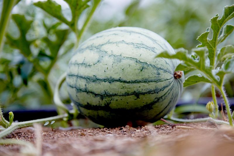 Implement Strategic Watering