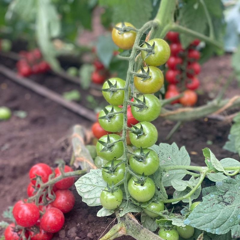 Super Sweet 100: The Productive Cherry