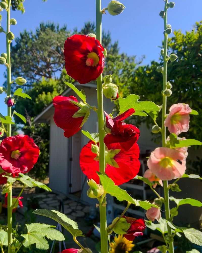 Hollyhocks