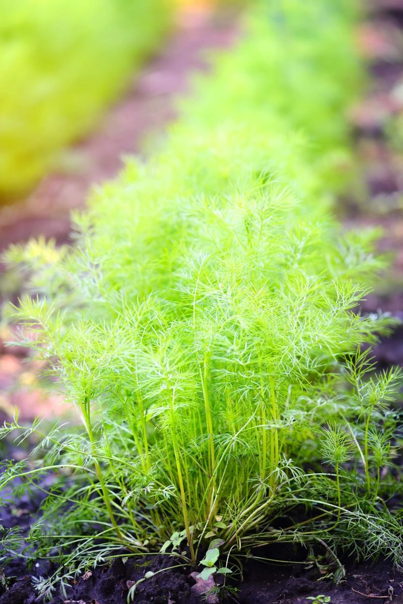 Dill And Carrots: Unwelcome Relatives