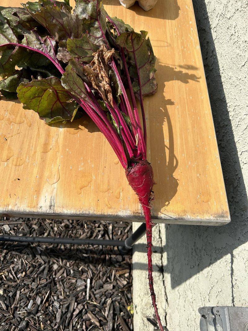 Beets Battle Beans Underground