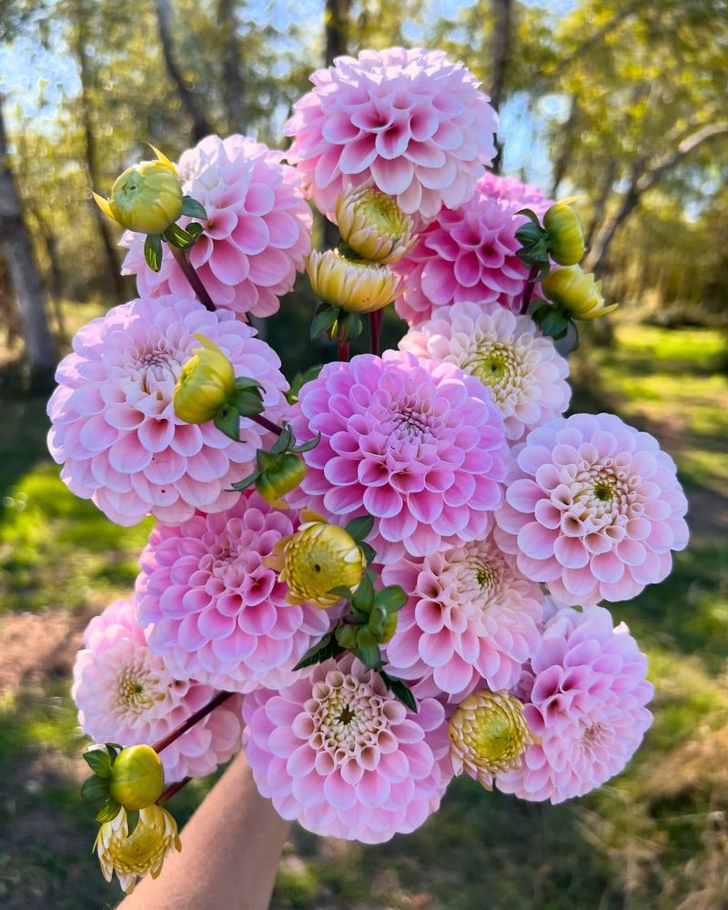Dahlias: The Show-Stopping Tubers