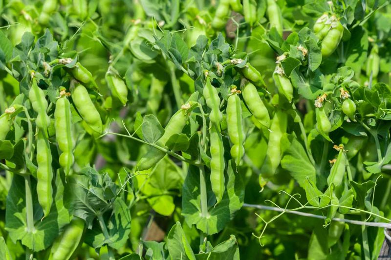 Peas