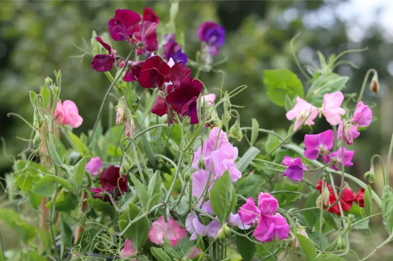 Sweet Peas