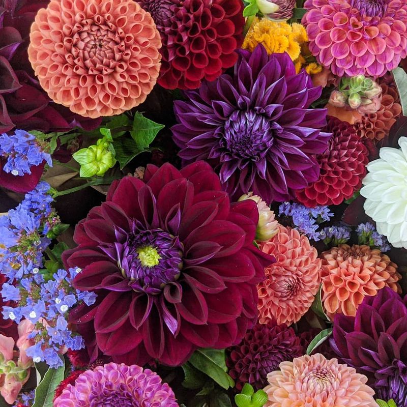 Dazzling Dahlias